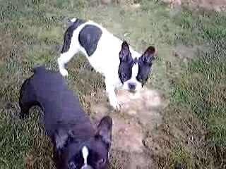 Bouledogues français