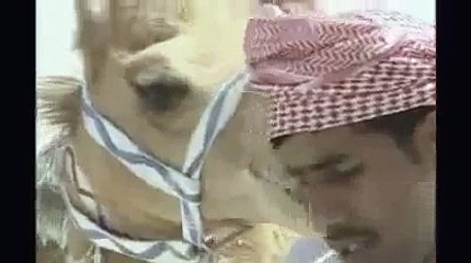 Конкурс на самого красивого верблюда в ОАЭ