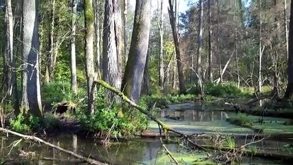 Bialowieza National Park - Poland