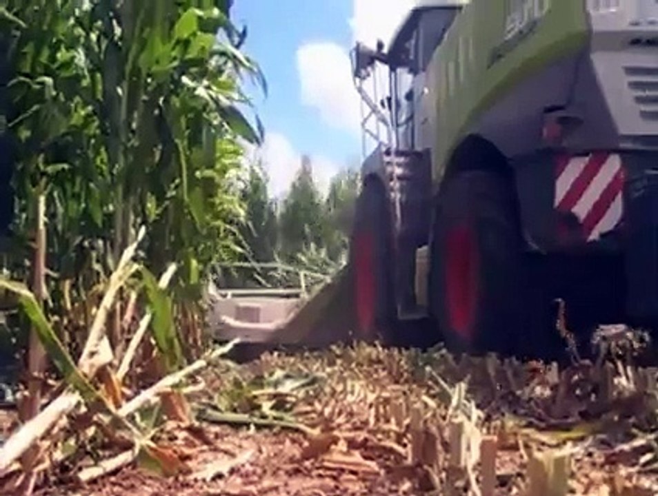 Claas Jaguar 970 cutting in Texas 2008