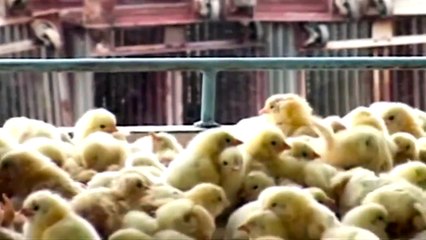 Yumurta ve Tavuk Çiftliklerinin Gerçek Yüzü - Vegan Türkiye