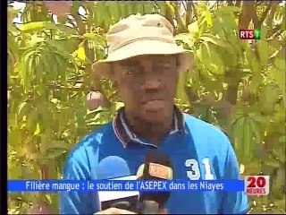 Filiére mangue : le soutien de l'ASEPEX dans les Niayes