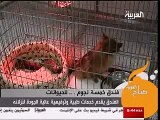المستشفى البيطري الدولي الكويتي - للحيوانات الاليفة