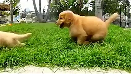 Funniest And Craziest Videos