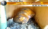 Molly Feeding Owlets! ~Molly The Most Famous Owl In the World!