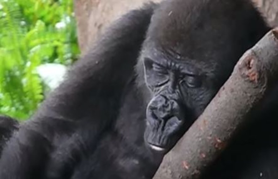 Así estornudan los animales de distintas especies