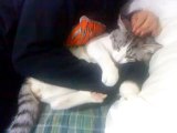 Spoiled Kitty hugs arm (soooo cute)