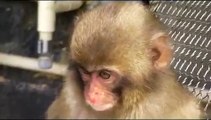 波勝崎苑の猿（小さなチョビ助）Japanese Macaque Monkeys