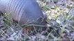 Armadillo In Land Between The Lakes