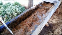 COW DUNG producing Biogas, Electricity / Power, Organic Manure