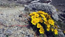 La Fauna alpina della Valle d'Aosta: ATTIMI d'Estate