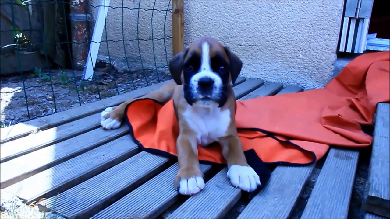 Lakota des Steppes Perdues (IOWA du RANCH de la RIVIERE ESPERANCE X GIOTTO du DOLON / Portée des "L" 2015)