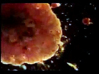 The Charlatans - Then