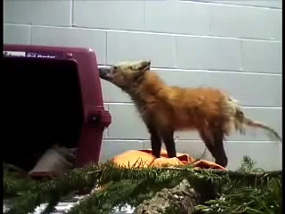 Red fox