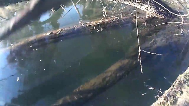 dans le doubs, les carpes et les silures cohabitent dans une eau à 4 degrés