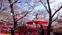 Top 5 Places to See Sakura (Cherry Blossoms) in Kyoto - Your Best Japan Guide