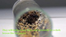 Lasius neoniger Colony A Update 1