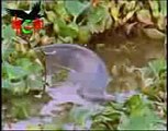 الاناكوندا - اكبر افاعي العالم تبتلع تمساح