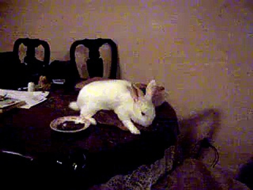 Bunny