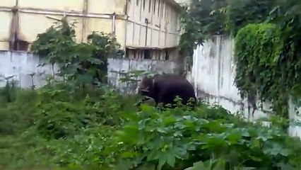 Elephant attack | Elephant attack in Kerala india | Elephant attacks compilation