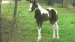1 week old Pinto Paint Arabian Foal