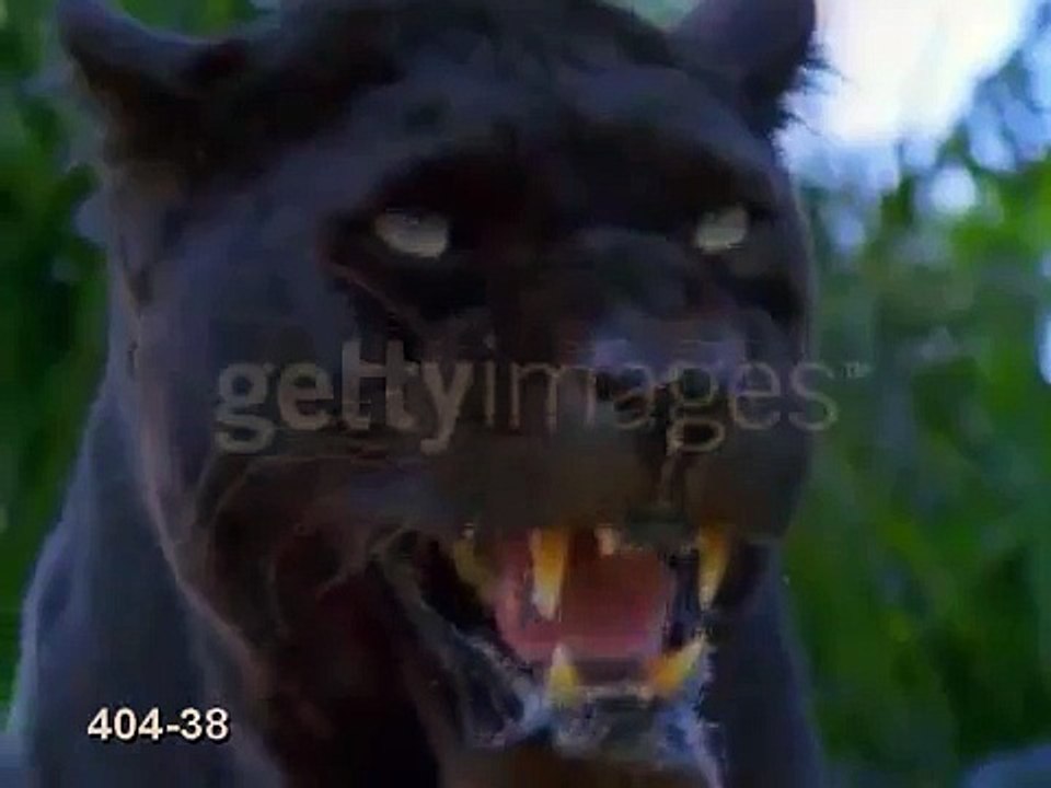 Panther Growling