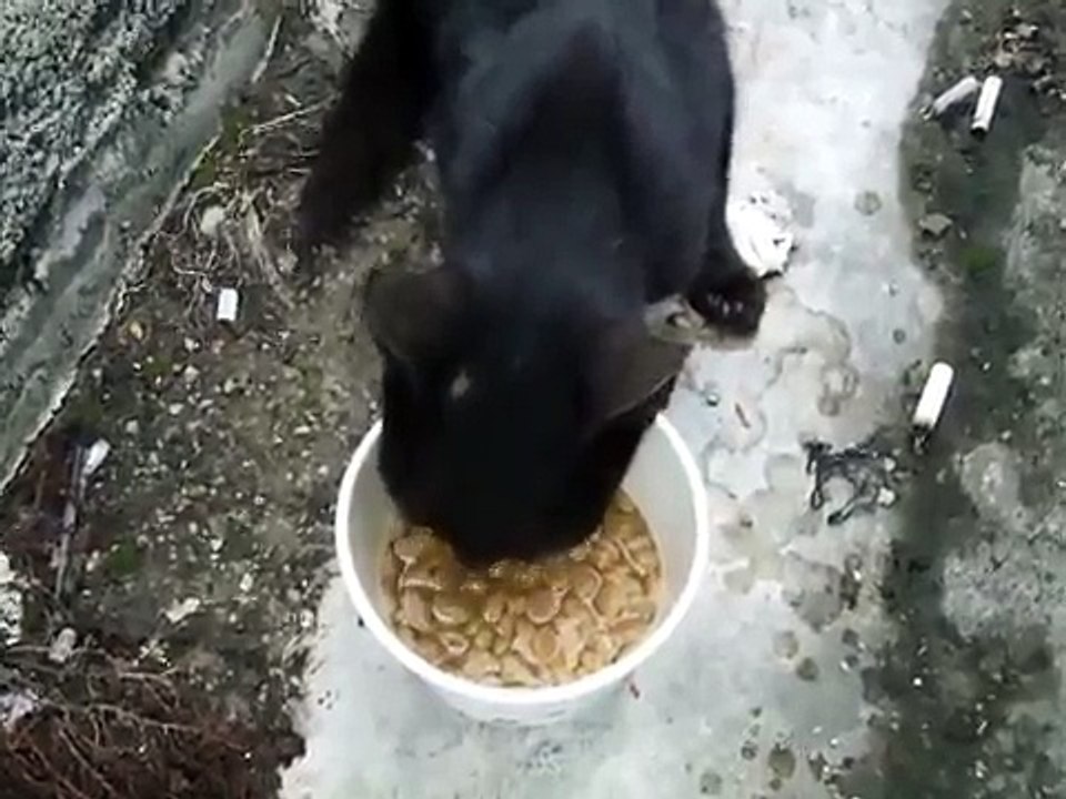 吃飯也很搞威的小黑貓