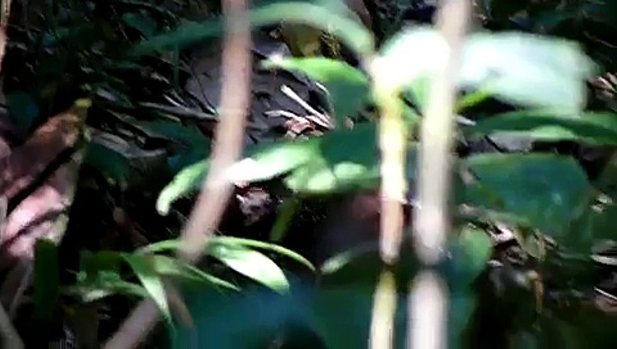 White-throated Tinamou Tinamus guttatus