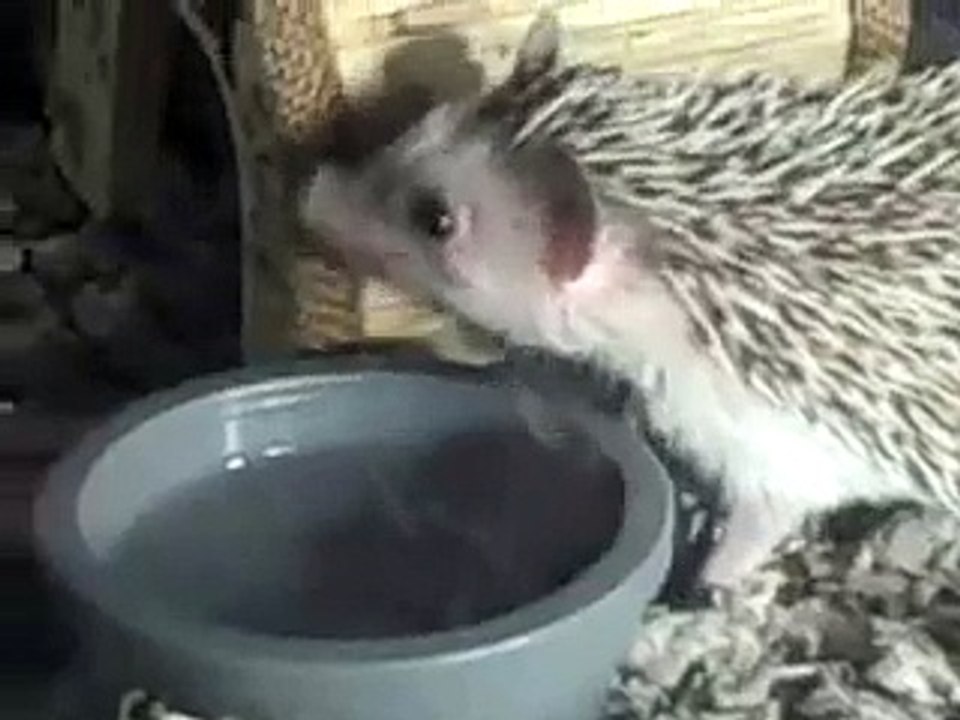Max Hedgehog!