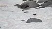 Penguin tobogganing - Petermann Island