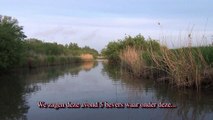 Avondje bevers spotten in de Biesbosch