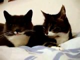 Kucing Lucu   Kucing Comel   Kucing Bercakap   Kucing Lawak Versi
