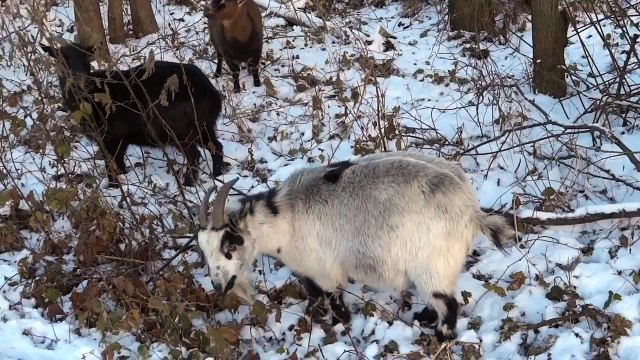 Ziegen fressen im Schnee - Goats in winter