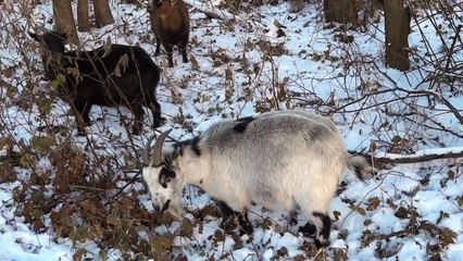 Ziegen fressen im Schnee - Goats in winter