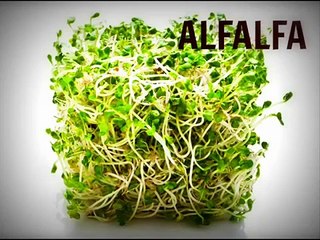 ALTERNATIVAS DE ALIMENTACIÓN EN CERDOS