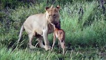 león salva bebé toro ñu de otro león
