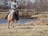 Babys Outta Town / Bella - western pleasure mare for sale