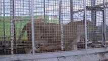 LIONS FEARED  FROM AFRICA LEONI AFRICANI DA PAURA