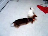 Wiener dog and Papillon Chasing a Laser