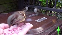 Jack Sparrow dining out.(Passer Domesticus