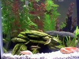 my 20 gallon/feeding time