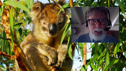 ANTHROPOMORPHIC SKETCH: "The Koalas" (1978)