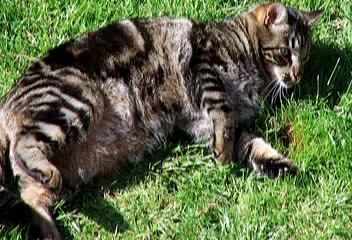 il gatto ....si morde la coda (G.Gaber)