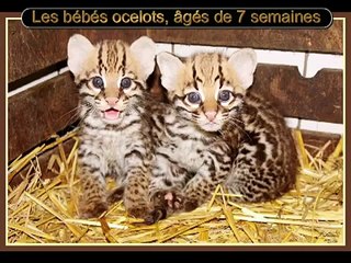 bébés ocelots et otocyons au Domaine des Fauves