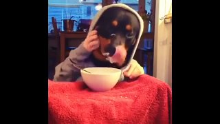 Dog with Human Hands Eats at the Dinner Table in a Hoodie -  Funny Dog Video Dog