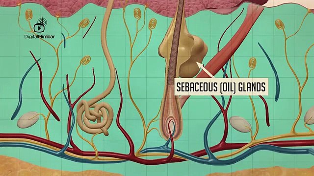 Quran Scientific Facts - Pain Receptors