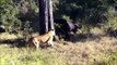 Buffalo Fights Off 2 Lions, Flips one in the Air
