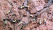 Ants vs Termites - Ants hunting a lot of termites