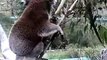 Koala Goes Wild at Phillip Island