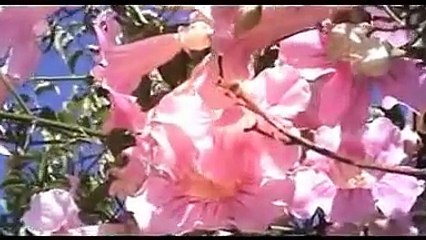 اغاني جزائرية روعة